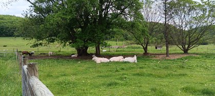 IMG_20250512_134527